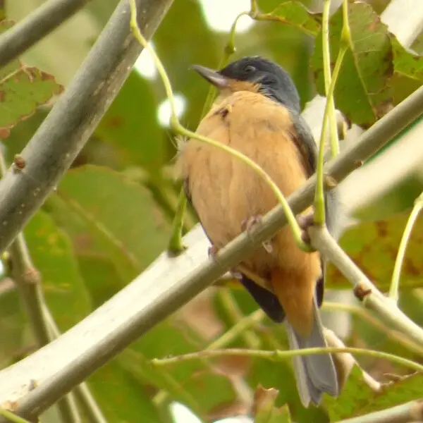 Diglossa sittoides (Diglosa canela) - Macho