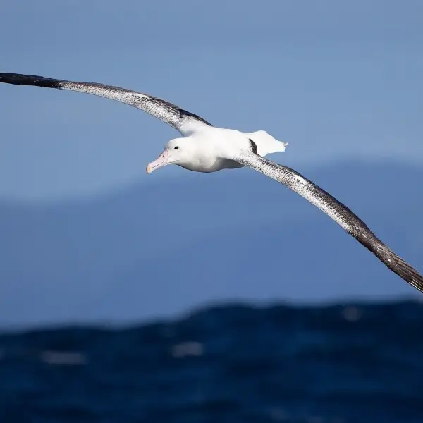 Southern Royal Albatross (Diomedea epomophora), east of the Tasman Peninsula, Tasmania, Australia.