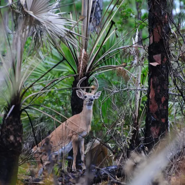 A Key Deer in an area burned the previous day in a prescribed fire at National Key Deer NWR