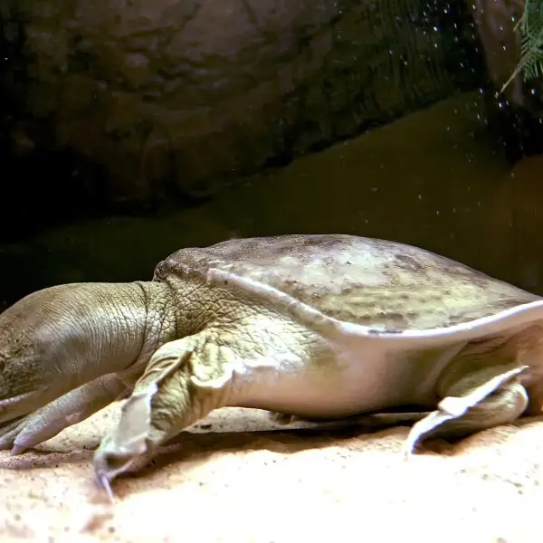 Chinese Softshell Turtle is a softshell turtle that is found in China and Taiwan, with some in a wide range of other Asian countries, as well as Spain, Brazil and Hawaii.

The Chinese softshell turtle is a vulnerable species, threatened by habitat loss an