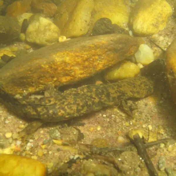 Hellbender - Facts, Diet, Habitat & Pictures On Animalia.bio