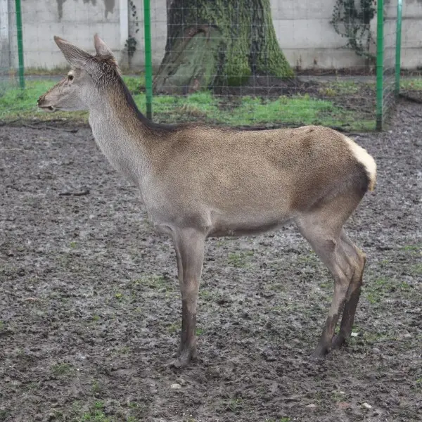 Central European red deer or Common red deer (Cervus elaphus hippelaphus) female in Nagyv?rad Zoo, Transylvania.