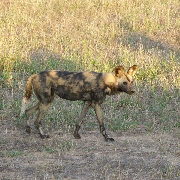 Cape wild dog