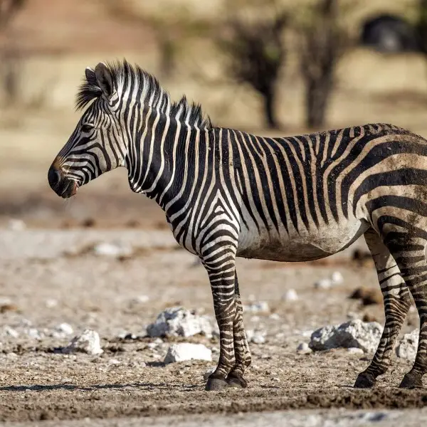 Hartmann's mountain zebra in Etosha National Park.