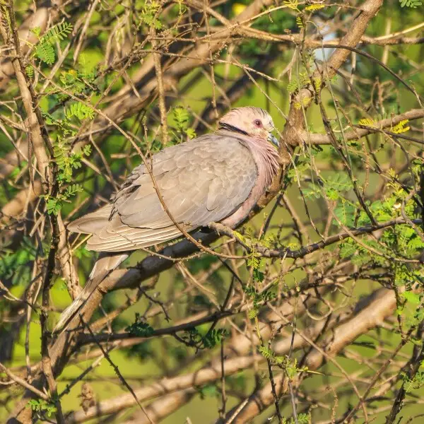 Red-eyed dove at Blue Nile River in Bahir Dar, Ethiopia