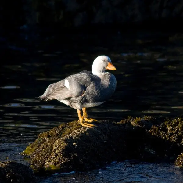 Fuegian steamer duck Facts, Diet, Habitat & Pictures on Animalia.bio