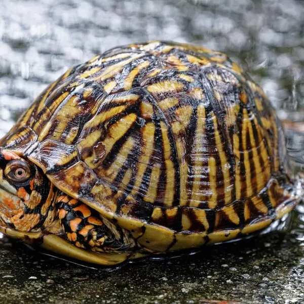 Florida box turtle - Facts, Diet, Habitat & Pictures on Animalia.bio