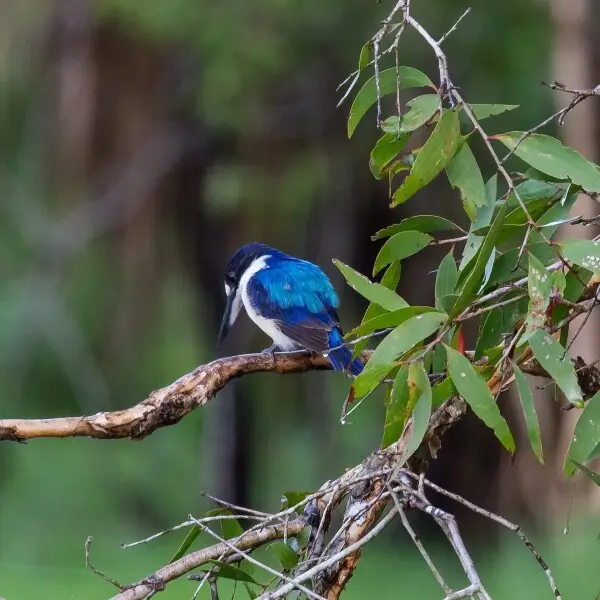 Forest Kingfisher about to dive for food - Fogg Dam - Middle Point - Northern Territory - Australia