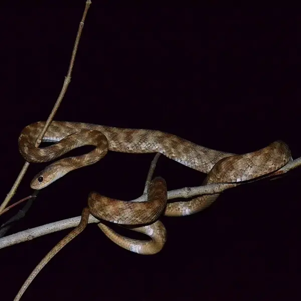 Picture was taken in Dang forest (No handling involved)