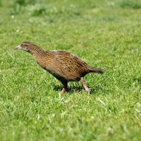 Weka (also known as Woodhen) in New Zealand.