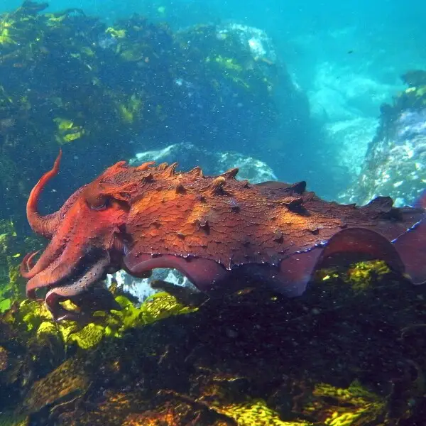 Australian giant cuttlefish at Clovelly, Sydney, NSW.