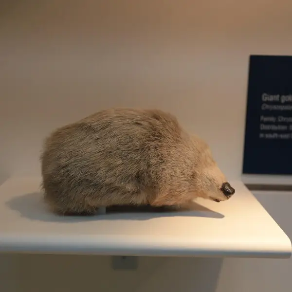 Giant Golden Mole Facts Diet Habitat Pictures On Animalia Bio   2560px Giant Golden Mole 28chrysospalax Trevelyani292c Natural History Museum2c London2c Mammals Gallery.webp