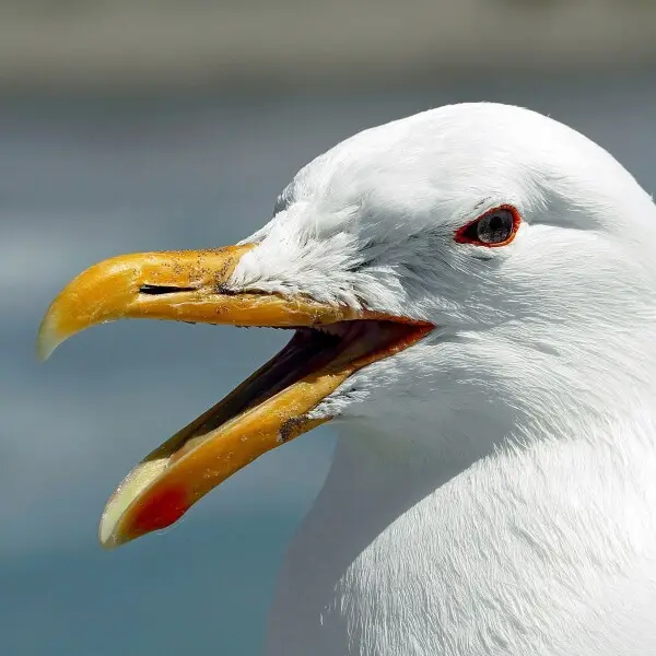 The familiar large gull throughout New Zealand. Adults have white head and underparts with black back, yellow bill with red spot near tip of lower mandible, and pale green legs. Juveniles are dark mottled brown with black bill and legs; their plumage ligh