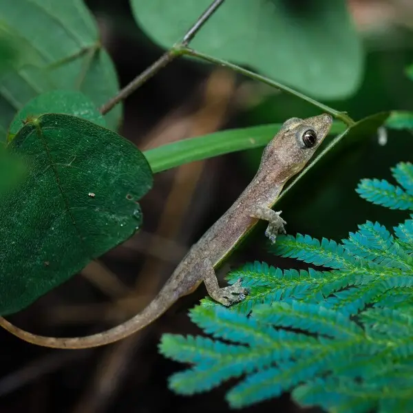 Hemidactylus garnoti, Garnot?s house gecko - Nam Nao National Park.
Photo by Thai National Parks, https://www.thainationalparks.com/nam-nao-national-park.
