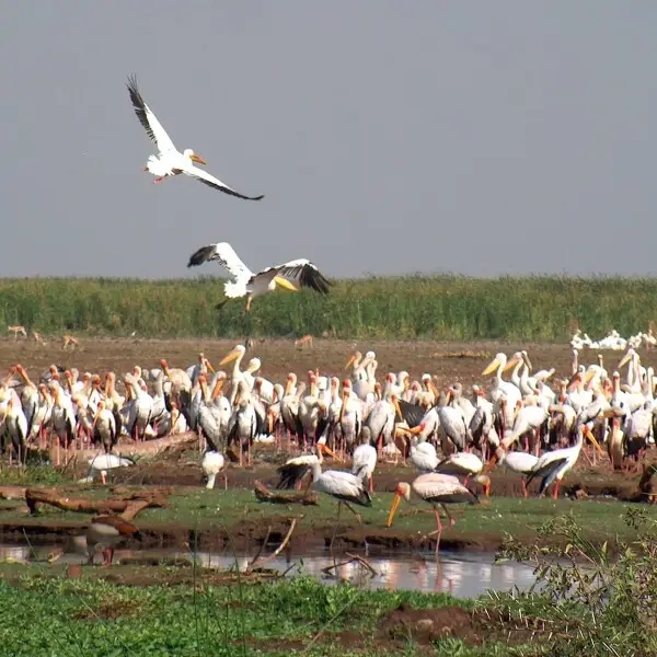 Yellow-billed stork - Facts, Diet, Habitat & Pictures on Animalia.bio