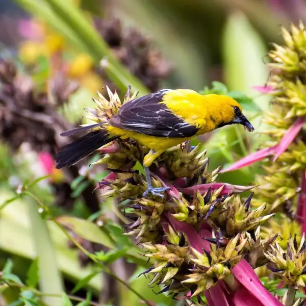 Yellow Oriole - Facts, Diet, Habitat & Pictures On Animalia.bio