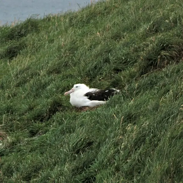Young Northern Royal Albatross in the colony on Taiaroa Head, New Zealand