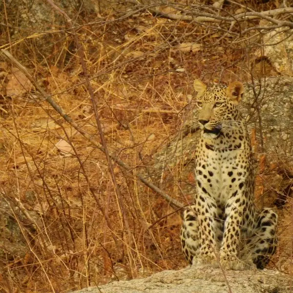JAWAI BERA, A PLACE WHERE LEOPARD ROAM FREELY!!!! SEE THE BEAUTIFUL GEOMORPHOLOGY OF THE ANCIENT ARAVALLI HILL RANGE AT JAWAI BERA, A PLACE IN RAJASTHAN SURROUNDED BY 30 LAKES.