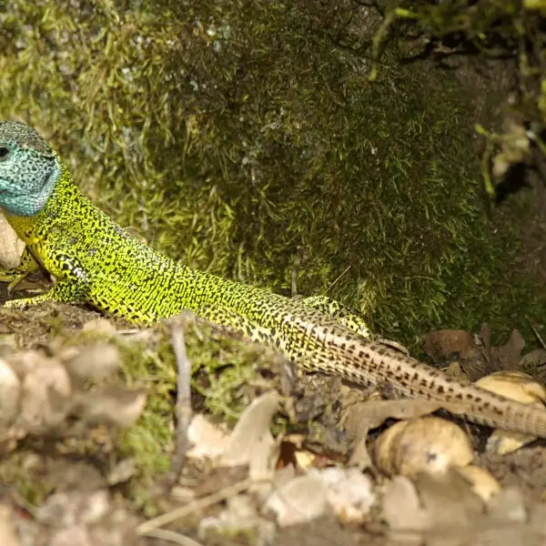Iberian emerald lizard (Lacerta schreiberi male (Lacertidae; Squamata) in Candelario, (Salamanca, Spain).