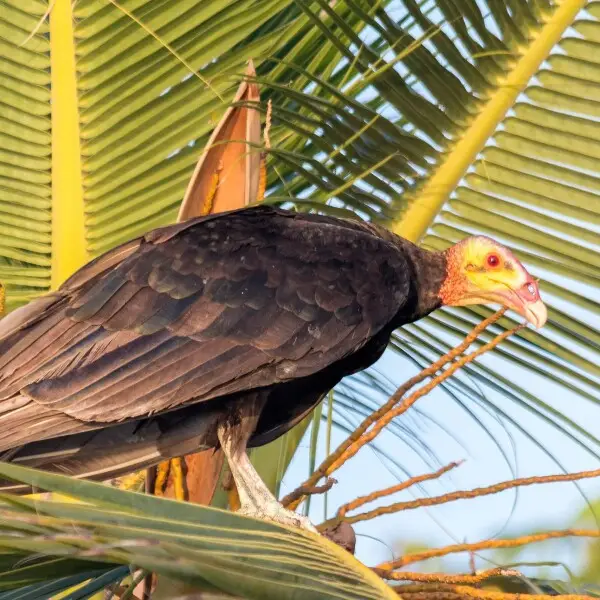 Lesser Yellow-headed Vulture | Oripopo Cabeza Amarilla Menor (Cathartes burrovianus)