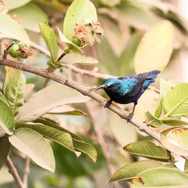 The&#160;Male Purple Sunbird&#160;(Cinnyris asiaticus) giving commands and instructions to its Juvenile along with its female counter part