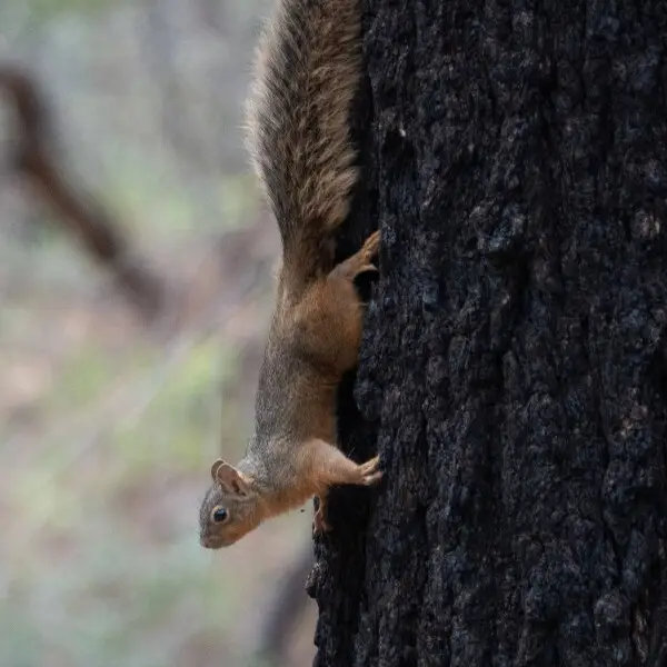 Mexican Fox Squirrel | Greenhouse Trail | Portal | AZ|2018-09-03|11-58-30