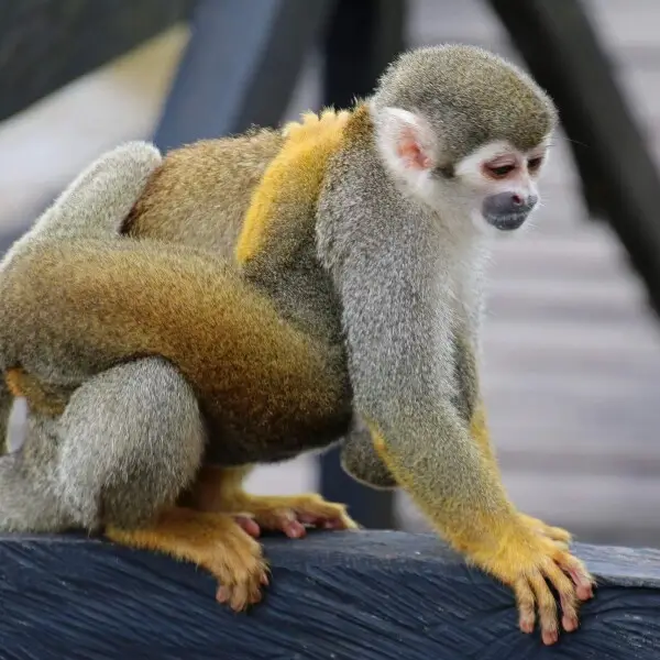 Common squirrel monkey (Saimiri sciureus) bearing an infant on the Isla de los Micos on the Amazon River