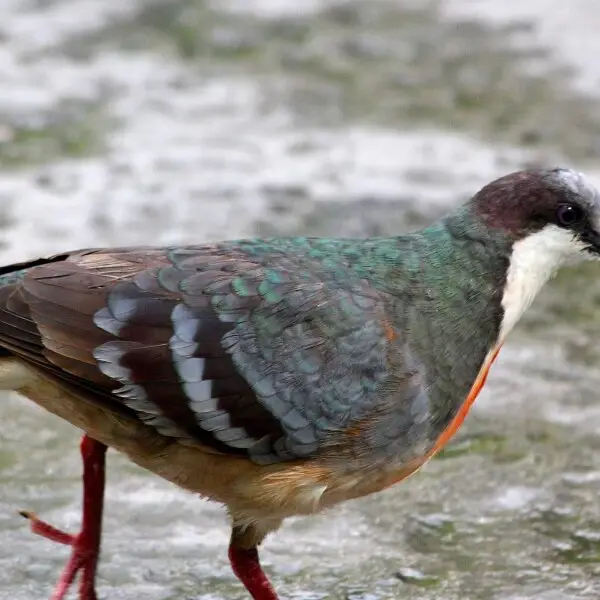 FIELD MARKS-Description: The name 'bleeding-heart' comes from the patch of red on the breast of these birds. Otherwise they are grey above and paler buff below. Bleeding-heart doves live only in the Philippines.