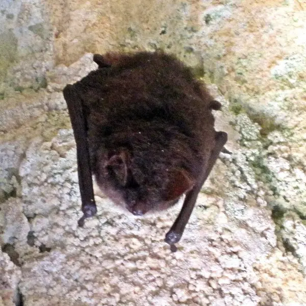 Myotis emarginatus (Geoffroy's bat), Valkenburg aan de Geul, the Netherlands