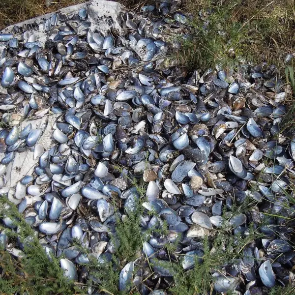 Mediterranean mussel Facts, Diet, Habitat & Pictures on Animalia.bio