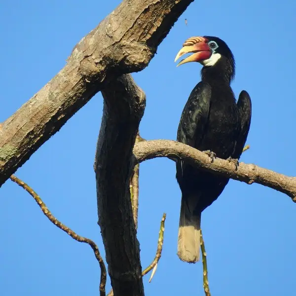 Narcondam hornbill - Facts, Diet, Habitat & Pictures on Animalia.bio