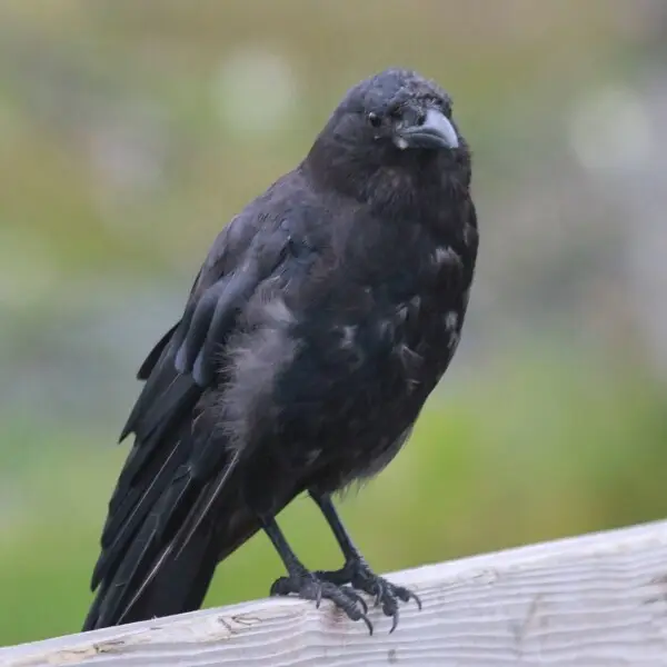Northwestern Crow (Corvus caurinus) at Seward, Alaska