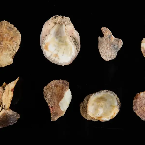 Dredge oyster Facts, Diet, Habitat & Pictures on Animalia.bio