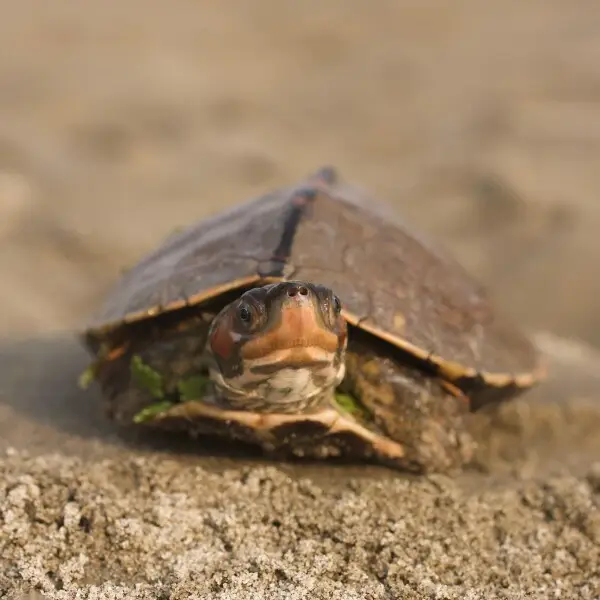 Brown roofed turtle - Facts, Diet, Habitat & Pictures on Animalia.bio