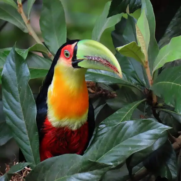 Green-billed toucan - Facts, Diet, Habitat & Pictures on Animalia.bio