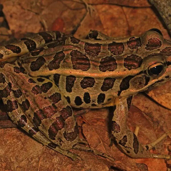 Pickerel Frog - Lithobates palustris, Friendsville, Maryland