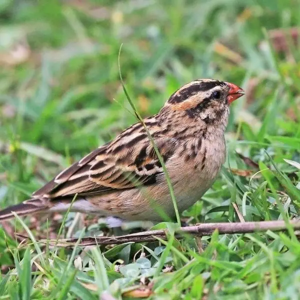 Pin-tailed whydah - Facts, Diet, Habitat & Pictures on Animalia.bio