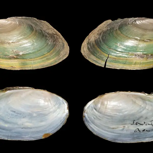 Depressed river mussel Facts, Diet, Habitat & Pictures on Animalia.bio