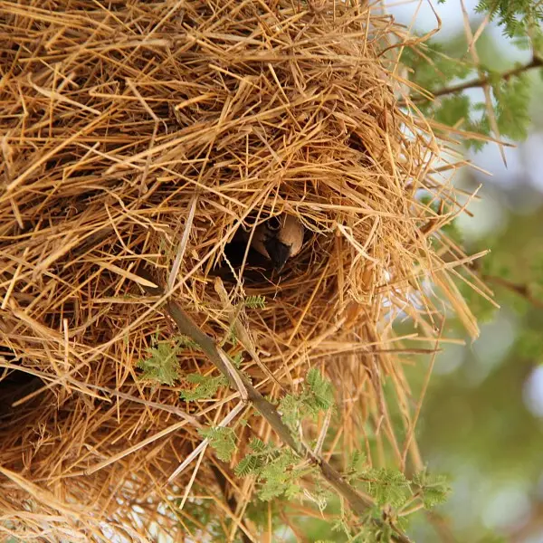 Grey-capped Social Weaver - Facts, Diet, Habitat & Pictures On Animalia.bio