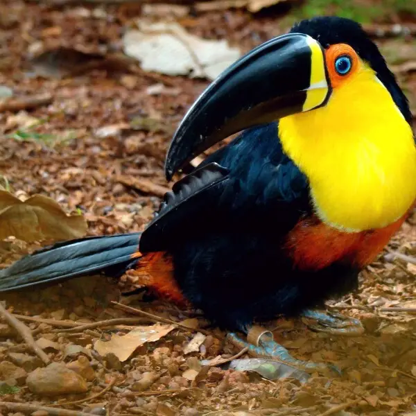 Channel-billed Toucan (Ramphastos vitellinus ariel). It has a ring on its right leg. Subspecies ariel resembles the nominate, but the base of its bill is yellow, the skin around the pale blue eye is red and the entire throat and chest are orange.