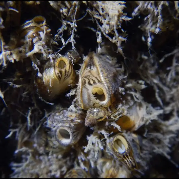 Zebra mussel Facts, Diet, Habitat & Pictures on Animalia.bio