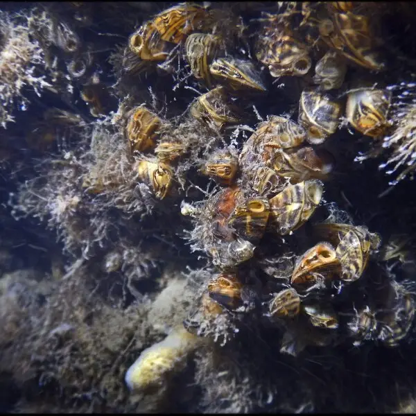 R?surgence verticale d'eau eutrophe avec tapis de bryozoaires et population de moules z?br?es (Dreissena polymorpha) et quelques ?ponges (dont quelques petits exemplaires de Spongilla lacustris non color?, faute de lumi?re) ici&#160;: ?t? 2016. Quelques a