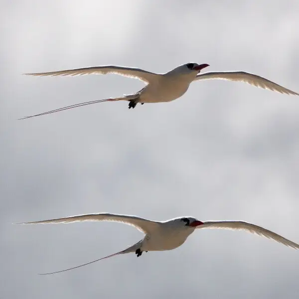 red tailed tropicbird