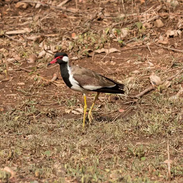 In Chinnar Wildlife Sanctuary, Kerela, India