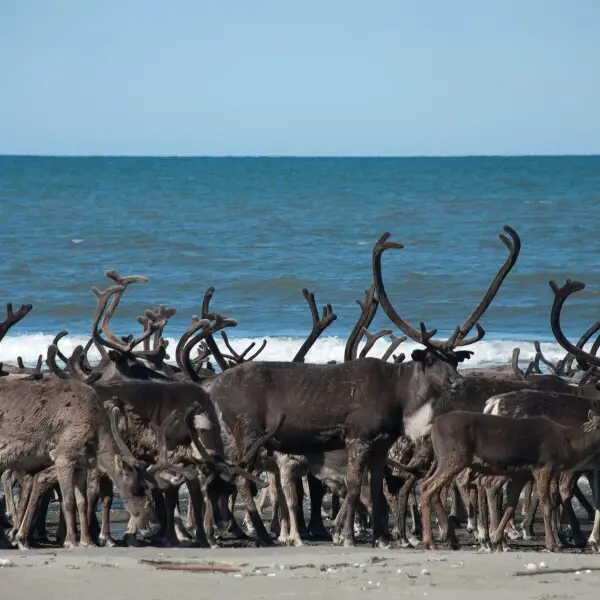 A herd of about 300 reindeer travel across the beach at Ikpek Lagoon