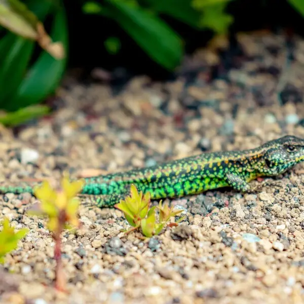 Liolaemus pictus Facts, Diet, Habitat & Pictures on Animalia.bio