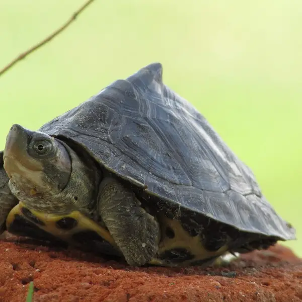 Assam roofed turtle basking during day