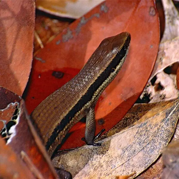 Eutropis rudis - факти, дієта, ареал і фотографії на Animalia.bio