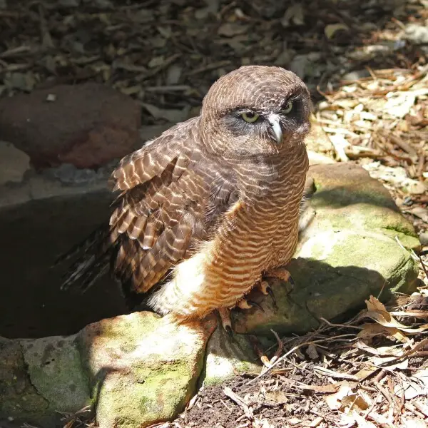 Rufous Owl (Ninox rufa), Featherdale Wildlife Park, Sydney, Australia