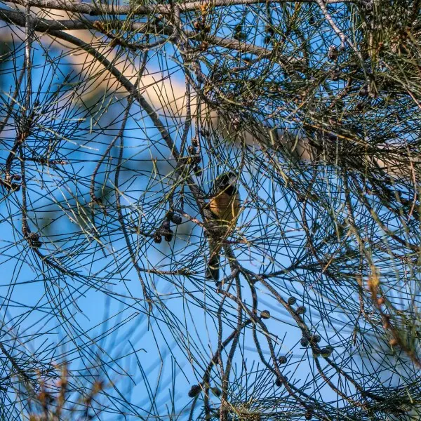 The rufous whistler is a year round resident of 7th Brigade Park. It is most common in riparian vegetation or open forest remnants and is usually heard rather than seen.